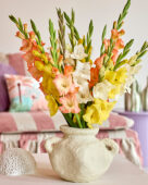 Mixed Gladdies in vase