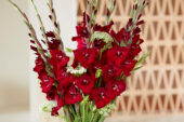 Gladdies in vase, Gladiolus Tom