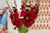 Gladdies in vase, Gladiolus Tom