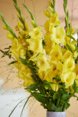 Gladdies in vase, Gladiolus Luna