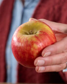 Apple, Malus domestica Elstar