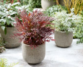 Mahonia eurybracteata Meteor