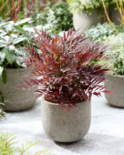 Mahonia eurybracteata Meteor