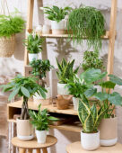Kamerplantencollectie