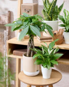 Pachira aquatica, Spathiphyllum