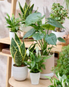 Kamerplantencollectie