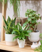 Indoor plant collection