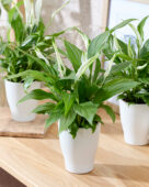 Spathiphyllum