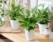 Spathiphyllum