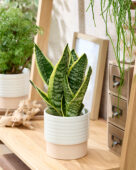 Sansevieria
