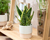 Sansevieria