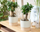 Ficus microcarpa