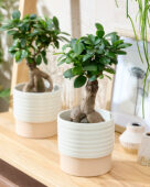 Ficus microcarpa