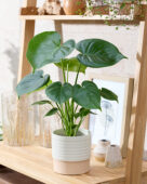 Monstera deliciosa