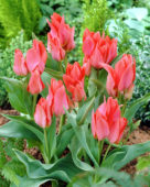 Tulipa Toronto