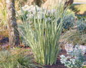 Dietes bicolor Milky Way