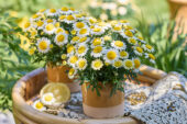 Argyranthemum Simba Semi Double Lemon