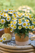 Argyranthemum Simba Semi Double Lemon