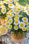 Argyranthemum Simba Semi Double Lemon