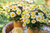 Argyranthemum Simba Semi Double Lemon