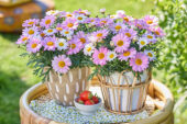 Argyranthemum Simba Pink