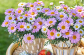Argyranthemum Simba Pink