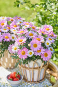 Argyranthemum Simba Pink