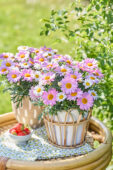 Argyranthemum Simba Pink