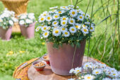 Argyranthemum Simba® Bright White