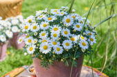 Argyranthemum Simba® Bright White