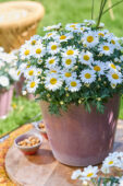 Argyranthemum Simba® Bright White