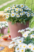 Argyranthemum Simba® Bright White