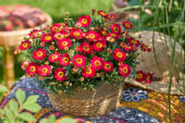 Argyranthemum Simba® Dark Red