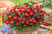 Argyranthemum Simba® Dark Red