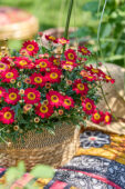 Argyranthemum Simba® Dark Red