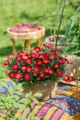 Argyranthemum Simba® Dark Red