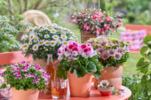 Flowering potted plants collection
Osteospermum Señorita Rosita
Argyranthemum Simba Bright White
Pelargonium Elegance Bravo
Pelargonium Mosquitaway Nova
Bella Fuchsia