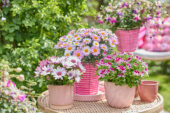 Bloeiende potplanten collectie
Osteospermum Señorita Quinty
Pelargonium Mosquitaway Nova
Argyranthemum Simba Pink
Bella Fuchsia Diana