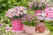 Flowering potted plants collection
Osteospermum Señorita Quinty
Pelargonium Mosquitaway Nova
Argyranthemum Simba Pink
Bella Fuchsia Diana