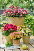 Flowering potted plants collection
Argyranthemum Simba Semi Double Lemon
Bella Fuchsia
Osteospermum Señorita Bonita
Pelargonium Elegance Femke