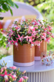Bella Fuchsia Lisa