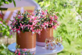 Bella Fuchsia Lisa