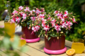Bella Fuchsia Bianca
