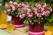 Bella Fuchsia Bianca