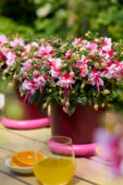 Bella Fuchsia Bianca
