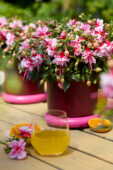 Bella Fuchsia Bianca