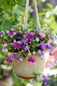 Bella Fuchsia Diana