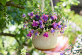 Bella Fuchsia Diana