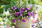 Bella Fuchsia Diana
