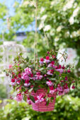 Bella Fuchsia Julia
